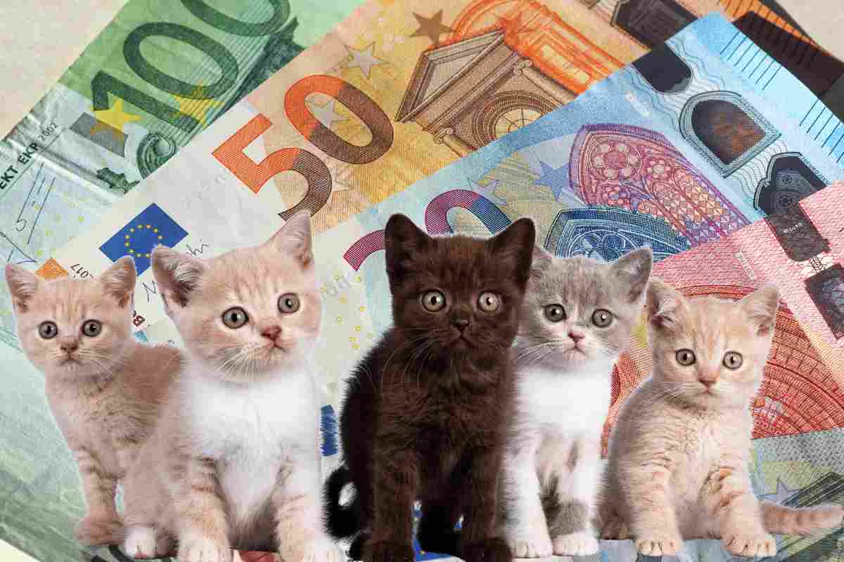 Gatto più caro: quanto costa